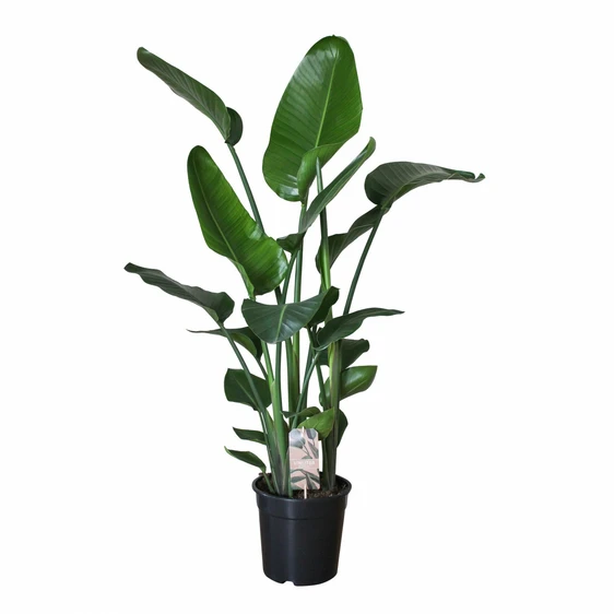 Strelitzia nicolai (Large)