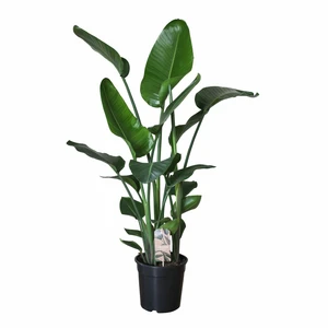 Strelitzia nicolai (Large)