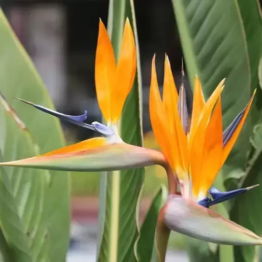 Strelitzia reginae 17cm - image 2