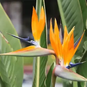 Strelitzia reginae 17cm - image 2