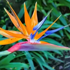 Strelitzia reginae 24cm - image 1