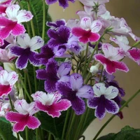 Streptocarpus
