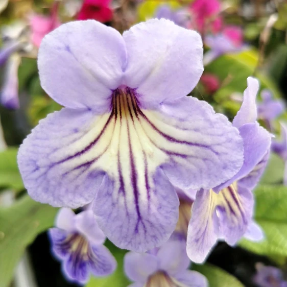 Image Credit: Dibleys Nurseries