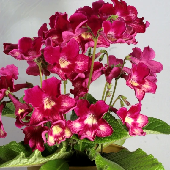 Image Credit: Dibleys Nurseries