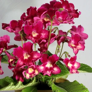 Image Credit: Dibleys Nurseries