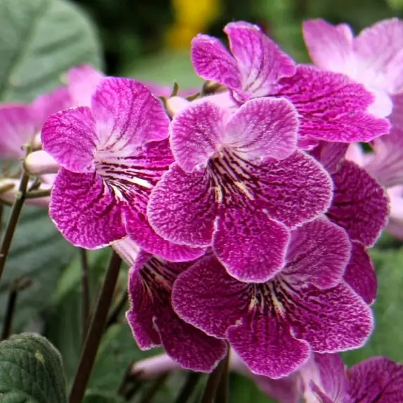 Image Credit: Dibleys Nurseries