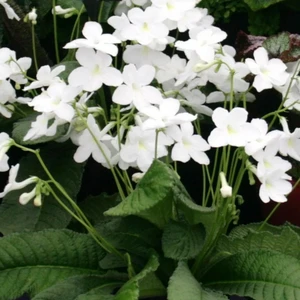 Image Credit: Dibleys Nurseries