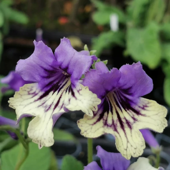 Image Credit: Dibleys Nurseries