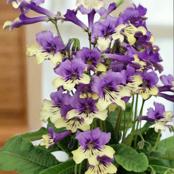 Streptocarpus 'Alexis' - image 2