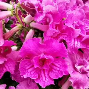 Image Credit: Dibleys Nurseries