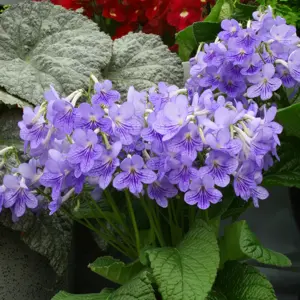 Image Credit: Dibleys Nurseries