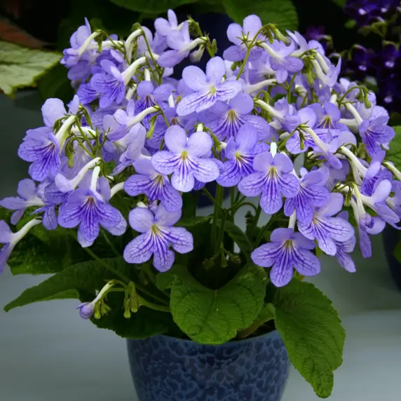 Image Credit: Dibleys Nurseries