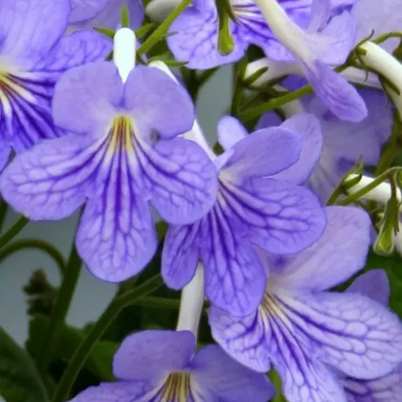 Image Credit: Dibleys Nurseries