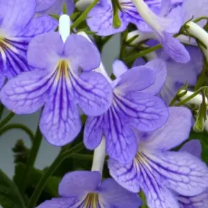 Image Credit: Dibleys Nurseries