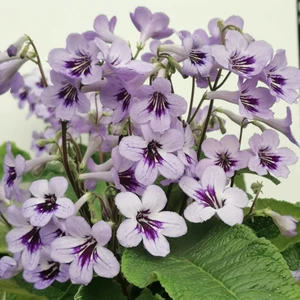 Image Credit: Dibleys Nurseries