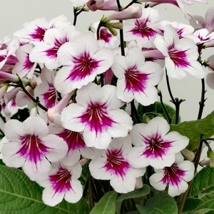 Streptocarpus 'Beverley' 12cm - image 1