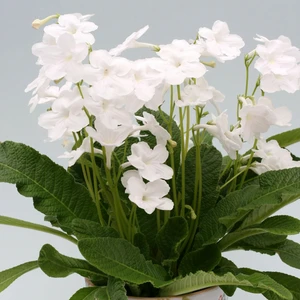 Image Credit: Dibleys Nurseries