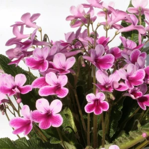 Image Credit: Dibleys Nurseries