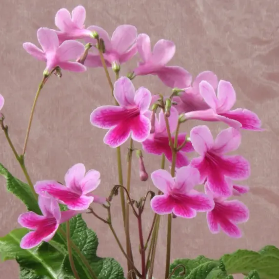 Streptocarpus 'Caitlin' 10cm - image 2