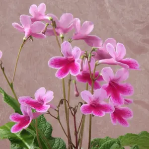 Streptocarpus 'Caitlin' 10cm - image 2