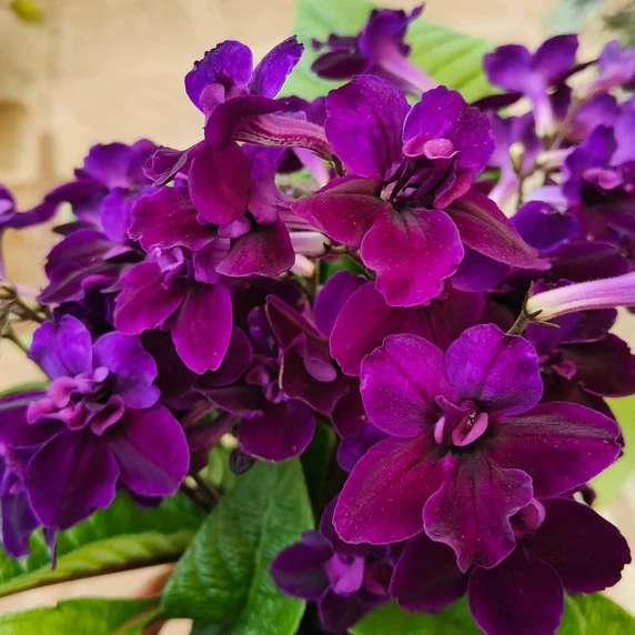 Streptocarpus 'Camilla' - NEW 2026 - image 1