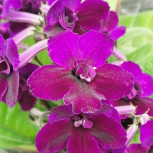 Image Credit: Dibleys Nurseries
