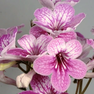 Image Credit: Dibleys Nurseries