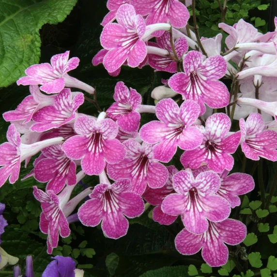 Image Credit: Dibleys Nurseries