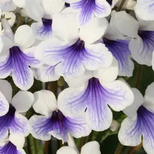 Image Credit: Dibleys Nurseries