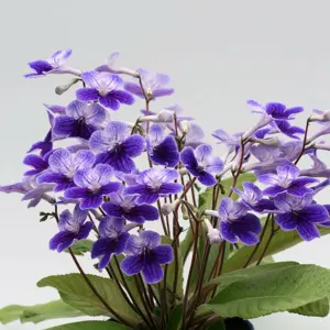 Image Credit: Dibleys Nurseries