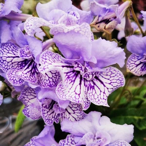 Image Credit: Dibleys Nurseries