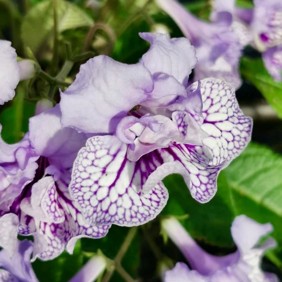 Image Credit: Dibleys Nurseries