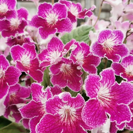 Image Credit: Dibleys Nurseries