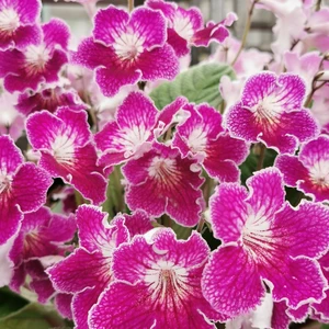 Image Credit: Dibleys Nurseries