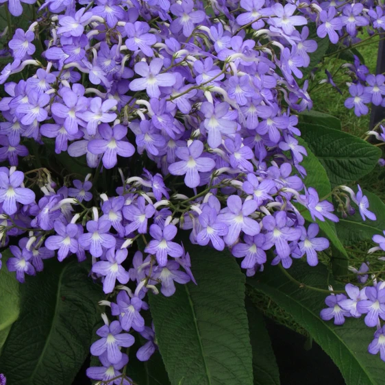 Image Credit: Dibleys Nurseries