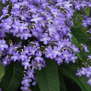 Image Credit: Dibleys Nurseries