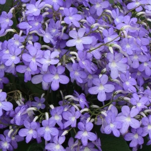 Image Credit: Dibleys Nurseries