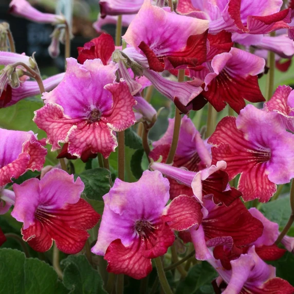 Image Credit: Dibleys Nurseries