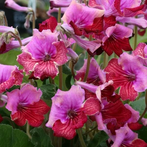 Image Credit: Dibleys Nurseries
