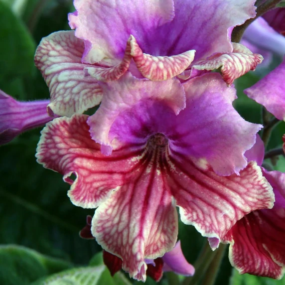 Image Credit: Dibleys Nurseries