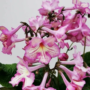 Image Credit: Dibleys Nurseries
