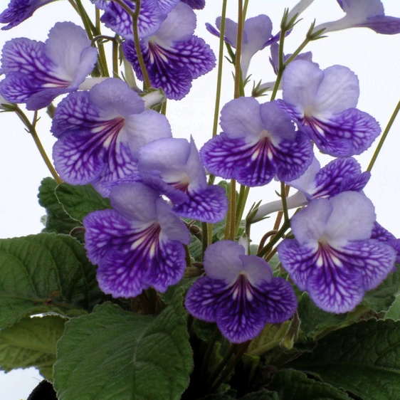 Image Credit: Dibleys Nurseries