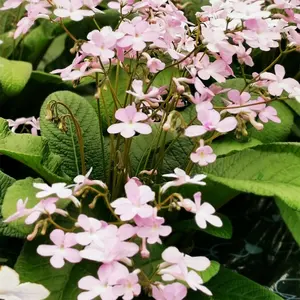 Image Credit: Dibleys Nurseries