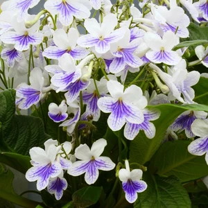 Image Credit: Dibleys Nurseries