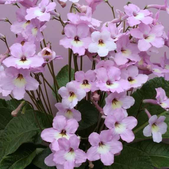 Image Credit: Dibleys Nurseries