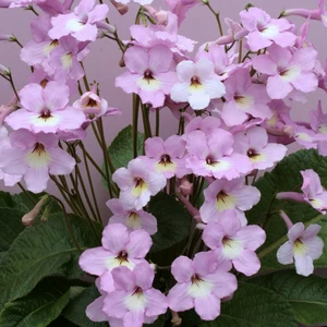 Image Credit: Dibleys Nurseries