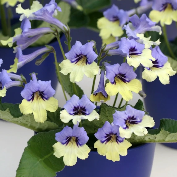 Image Credit: Dibleys Nurseries