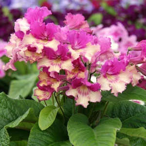 Image Credit: Dibleys Nurseries
