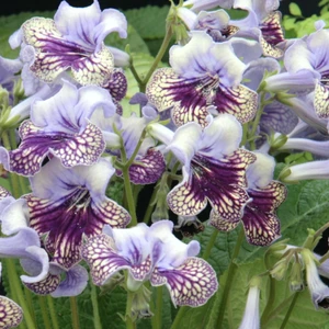 Image Credit: Dibleys Nurseries