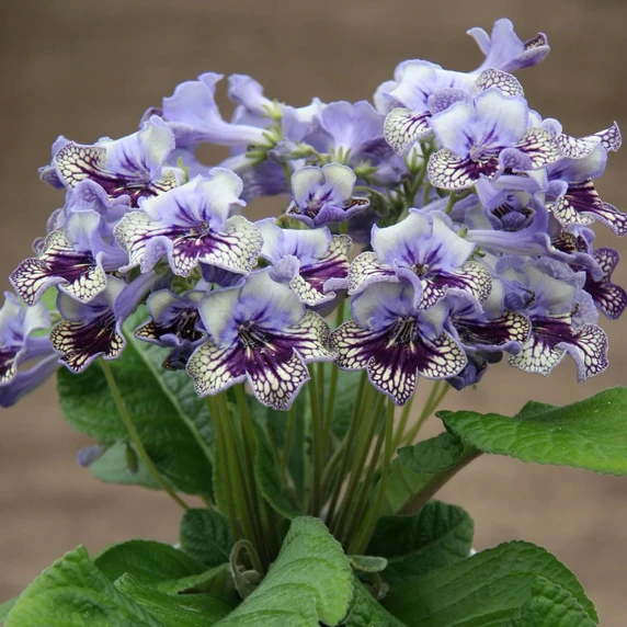 Image Credit: Dibleys Nurseries